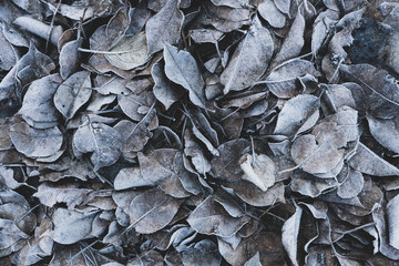 Background from dry foliage covered with hoarfrost. Background of leaves. Dry leaves are silver. - Powered by Adobe
