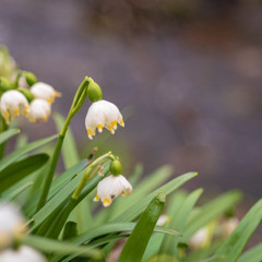 Leucojum vernum - Spring snowflake - beautiful white flower with green leaf on meadow. Wild flower with beautiful bokeh.