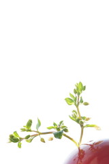 Green sprout in a red ceramic vase on a white background.