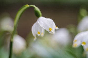 Leucojum vernum - Spring snowflake - beautiful white flower with green leaf on meadow. Wild flower with beautiful bokeh.