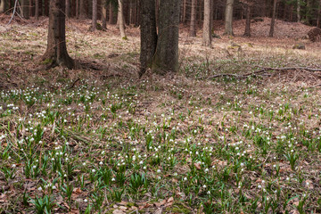 Leucojum vernum - Spring snowflake - beautiful white flower with green leaf on meadow. Wild flower with beautiful bokeh.