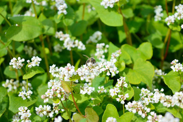 Honeybee collecting nectar and pollen on the buckwheat flower