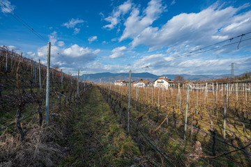 Fototapeta na wymiar Vineyards, apple and grape orchards in Eppan an der Weinstrasse in northern Italy, south Tyrol.