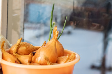 Yellow sprouted onions in a bowl closeup