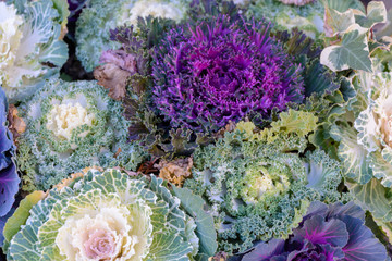 cabbage in the garden