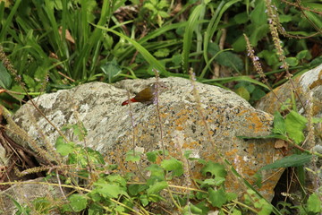 A lonely Pytilia