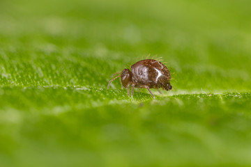 Sminthuridae springtail on lichen, extreme close-up. Globular Sminthuridae springtail, extreme close-up with high magnification.