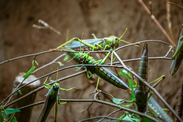 green giant grasshoppers