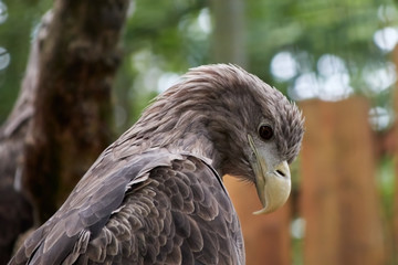 sea eagle, Haliaeetus albicilla