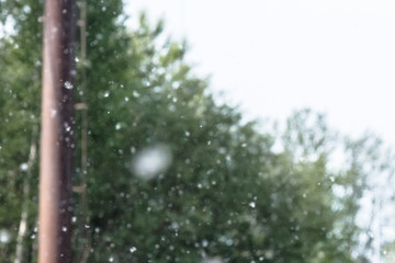 fluff fly on the background of the trees . selective focus Fluffy tree seeds poplar. Reproduction...