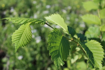 green leaves of elm