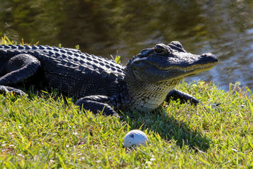 Golfing Alligator