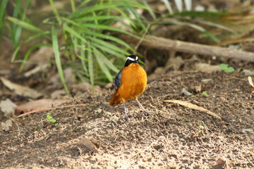 White-browed Robin-Chat in Tanzania