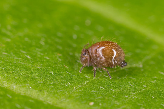 Sminthuridae springtail on lichen, extreme close-up. Globular Sminthuridae springtail, extreme close-up with high magnification.