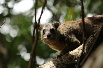 Obraz premium Hyrax in Tanzania, Lake Victoria