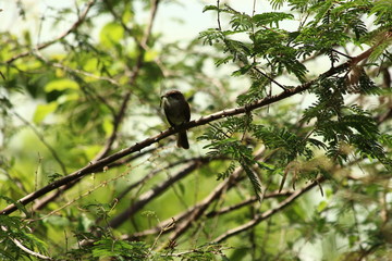 Fototapeta premium A Swamp Flycatcher in Tanzania
