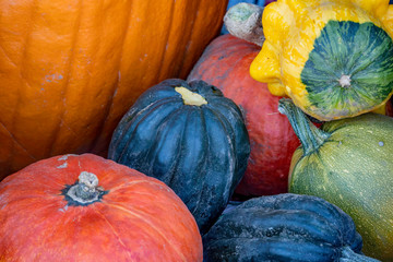 Fall autum squash
