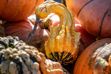 Fall autum squash