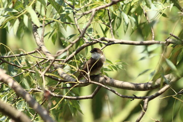 A Swamp Flycatcher in Tanzania