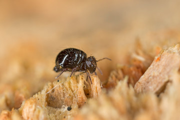 Sminthuridae springtail on lichen, extreme close-up. Globular Sminthuridae springtail, extreme close-up with high magnification.