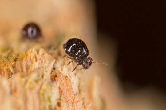 Sminthuridae springtail on lichen, extreme close-up. Globular Sminthuridae springtail, extreme close-up with high magnification.