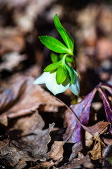 Helleborus one of the first spring flowers