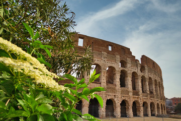 Obraz premium Colosseum. Rome amphitheatre and Italy landmark