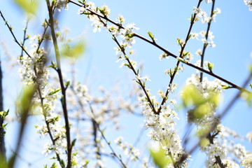 white flowers in spring