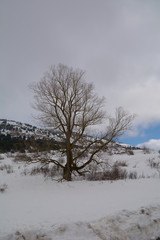 Snowy and cold mountain forest landscape