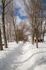 Snowy and cold mountain forest landscape