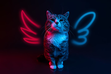 Cat angel and demon with wings. In the light of colored lamps in red and blue, a cute cat with...