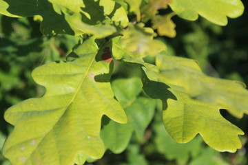 green oak leaves