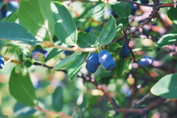 berries on a branch