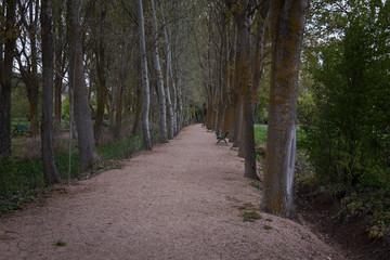 A pleasant walk along a dirt road among the trees, Uclés, Cuenca, Castilla La Mancha, Spain