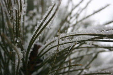 Naklejka premium frost on the grass
