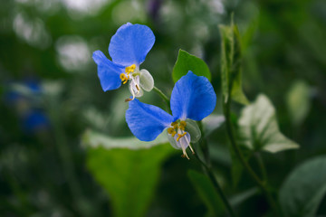 flower blue