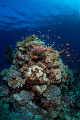 Naklejka na ściany i meble coral reef with tropical fish
