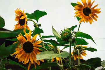sunflowers in a field