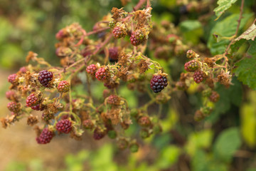 Blackberry Bush