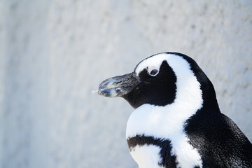 フンボルトペンギン