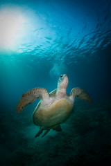 Fototapeta na wymiar Turtle Swimming