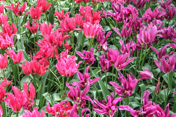 pink tulips in the garden