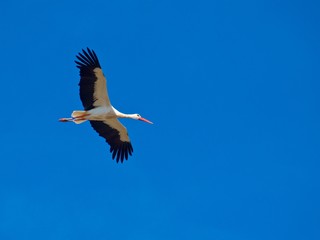 White stork flying in the blue sky in Morocco