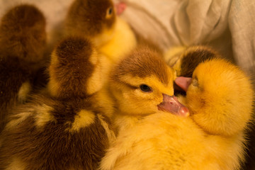 Little ducklings sit together and cuddle up to each other.