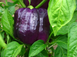 Purple beauty sweet pepper farm garden