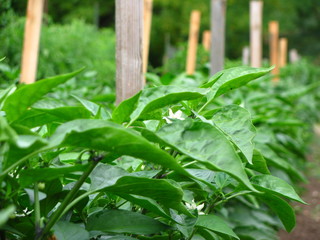 Pepper Plants growing in the garden