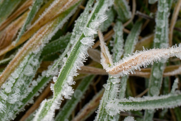 Macro on grass with frost and and drops of water. Close up on grass. Frost with drop of water