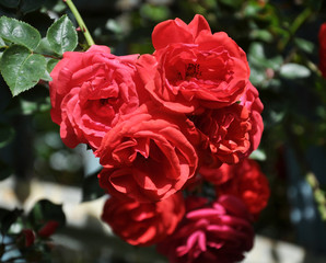Roses bloom in the garden.