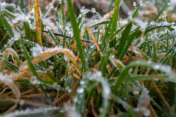 Macro on grass with frost and and drops of water. Close up on grass. Frost with drop of water