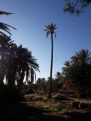 The palm tree valley in the oasis of Figuig in Morocco